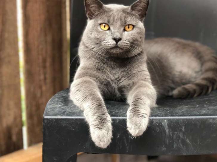 2 chatons Chartreux LOOF à réserver, mâles de septembre 2025