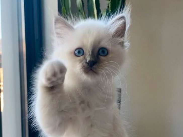 2 chatons Sacrés de Birmanie LOOF à vendre, mâle et femelle d'août 2025