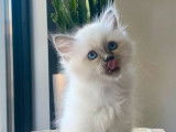 2 chatons Sacrés de Birmanie LOOF à vendre, mâle et femelle d'août 2025