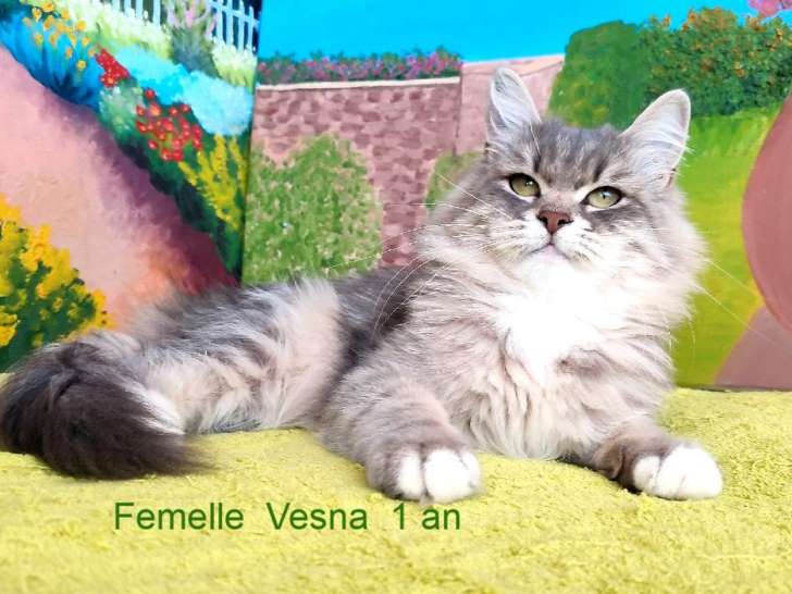 1 chatte Sibérienne LOOF à vendre née en août 2024
