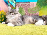 1 chatte Sibérienne LOOF à vendre née en août 2024