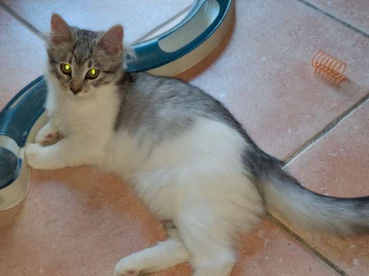 5 chatons Sibériens LOOF à vendre, 3 mâles et 2 femelles