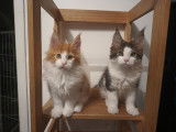 Chatons Maine Coon LOOF à vendre