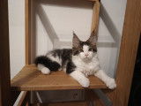 Chatons Maine Coon LOOF à vendre
