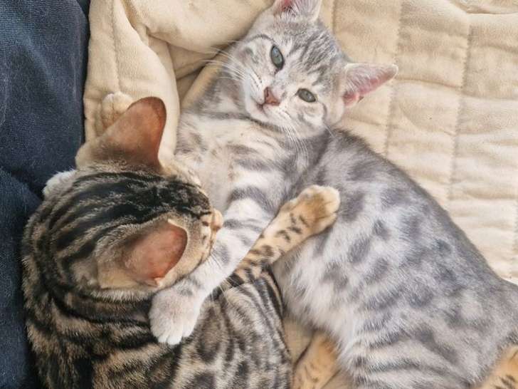 3 chatons Bengals à vendre (LOOF)