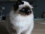 1 chatte Sacré de Birmanie LOOF à vendre