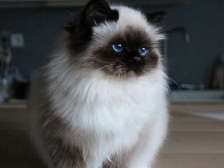 1 chatte Sacré de Birmanie LOOF à vendre