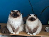 1 chatte Sacré de Birmanie LOOF à vendre