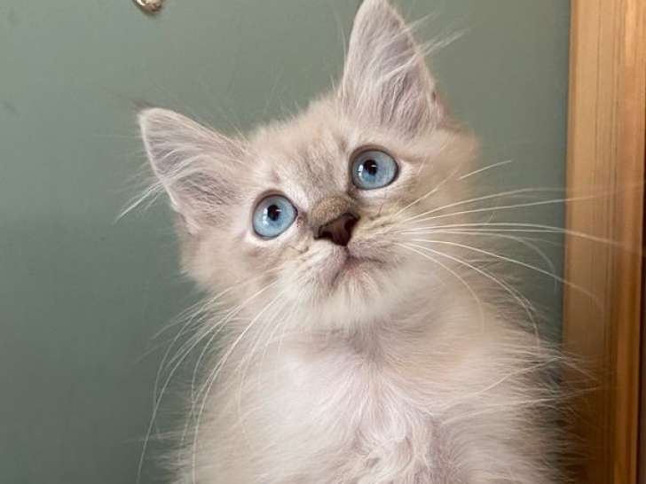 1 chaton Sibérien mâle de juin 2025 LOOF en vente