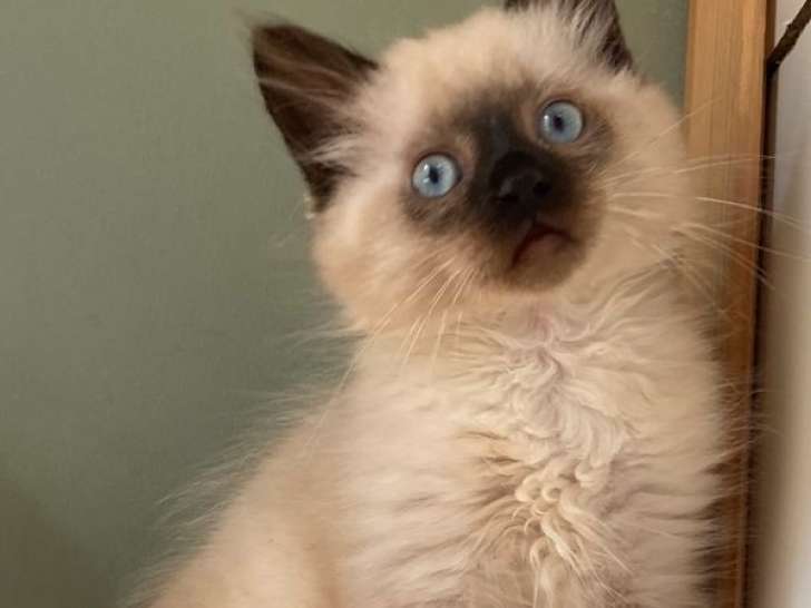 1 chaton Sibérien LOOF à vendre, mâle de juillet 2025