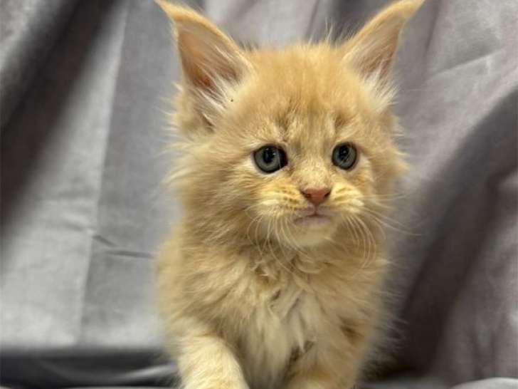 6 chatons Maine Coons LOOF à réserver, mâles et femelles d'août 2025