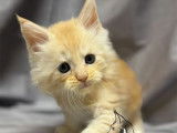 6 chatons Maine Coons LOOF à réserver, mâles et femelles d'août 2025