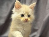 6 chatons Maine Coons LOOF à réserver, mâles et femelles d'août 2025