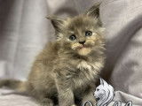 6 chatons Maine Coons LOOF à réserver, mâles et femelles d'août 2025