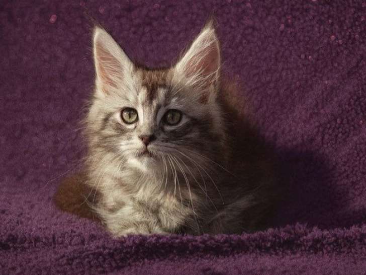 2 chatons Maine Coons LOOF à réserver, femelles black silver blotched tabby d'août 2025