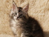 2 chatons Maine Coons LOOF à réserver, femelles black silver blotched tabby d'août 2025