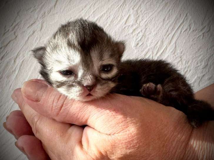 5 chatons British Longhairs LOOF à réserver, 3 mâles et 2 femelles de septembre 2025