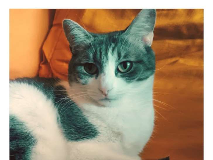 Adorable chatte adulte à donner