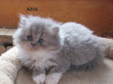 3 chatons LOOF à réserver, 2 femelles Exotic Shorthair et 1 mâle Persan d'août 2025, black tortie et blue tabby