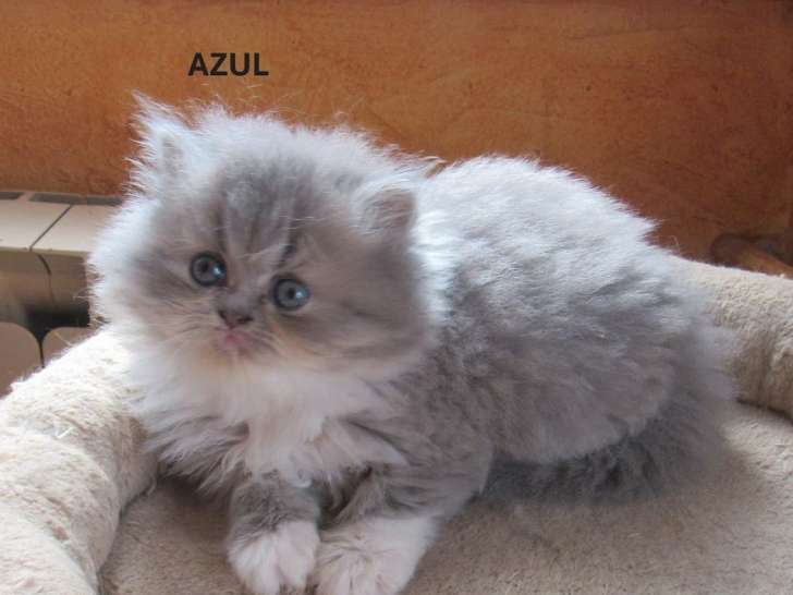 3 chatons LOOF à réserver, 2 femelles Exotic Shorthair et 1 mâle Persan d'août 2025, black tortie et blue tabby