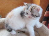 3 chatons LOOF à réserver, 2 femelles Exotic Shorthair et 1 mâle Persan d'août 2025, black tortie et blue tabby