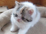 3 chatons LOOF à réserver, 2 femelles Exotic Shorthair et 1 mâle Persan d'août 2025, black tortie et blue tabby