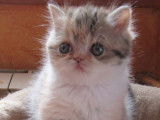 3 chatons LOOF à réserver, 2 femelles Exotic Shorthair et 1 mâle Persan d'août 2025, black tortie et blue tabby