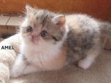 3 chatons LOOF à réserver, 2 femelles Exotic Shorthair et 1 mâle Persan d'août 2025, black tortie et blue tabby