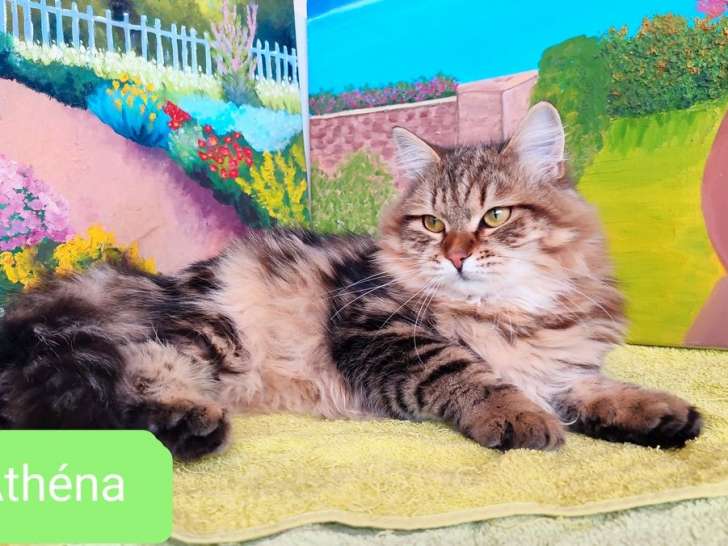 2 chatons Sibériens LOOF à vendre, mâle et femelle de février 2025, hypoallergéniques