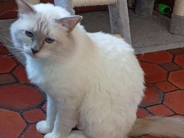 1 Sacré de Birmanie LOOF à vendre, mâle lilac point adulte de mars 2022
