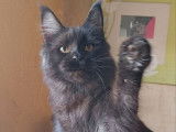 1 chaton Maine Coon LOOF à vendre, femelle black smoke de mars 2025