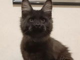 1 chaton Maine Coon LOOF à vendre, femelle black smoke de mars 2025