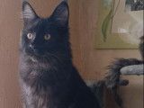 1 chaton Maine Coon LOOF à vendre, femelle black smoke de mars 2025