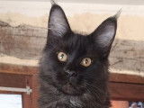 1 chaton Maine Coon LOOF à vendre, femelle black smoke de mars 2025
