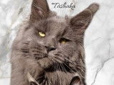 1 chaton Maine Coon LOOF à vendre, femelle black smoke de mars 2025