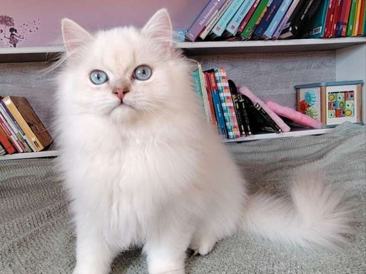 1 chaton British Longhair LOOF à vendre, mâle silver chinchilla de mai 2025, yeux bleus