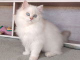1 chaton British Longhair LOOF à vendre, mâle silver chinchilla de mai 2025, yeux bleus