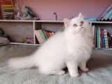 1 chaton British Longhair LOOF à vendre, mâle silver chinchilla de mai 2025, yeux bleus
