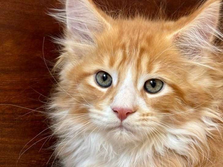 1 chaton Maine Coon LOOF à réserver, mâle roux et blanc