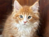 1 chaton Maine Coon LOOF à réserver, mâle roux et blanc