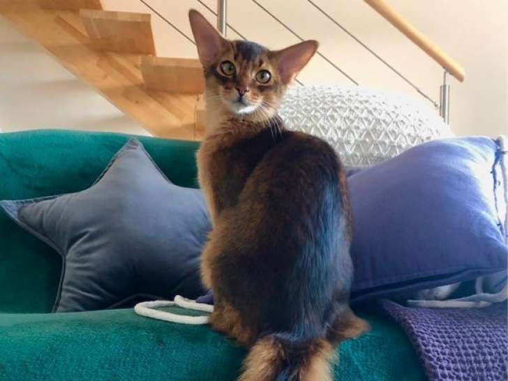 1 chaton mâle Somali LOOF à vendre