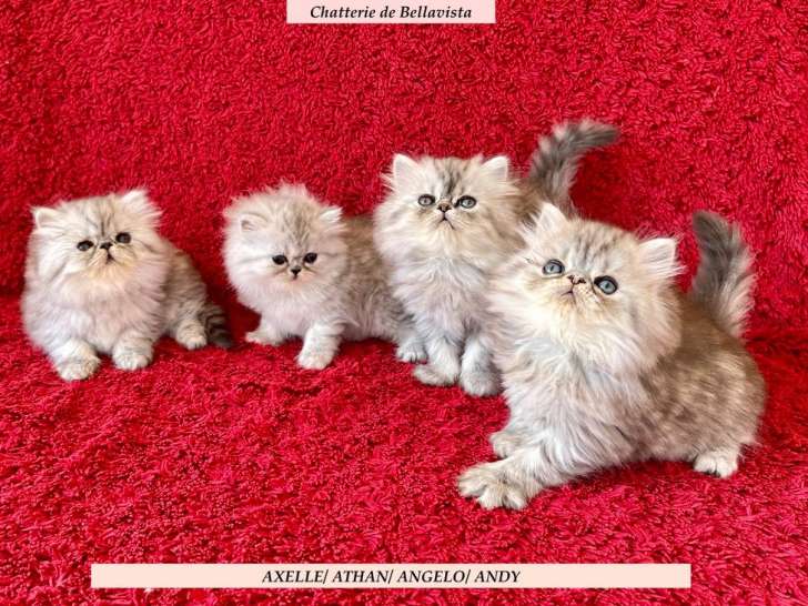 4 chatons Persans LOOF à réserver, mâles et femelles silver d'août 2025