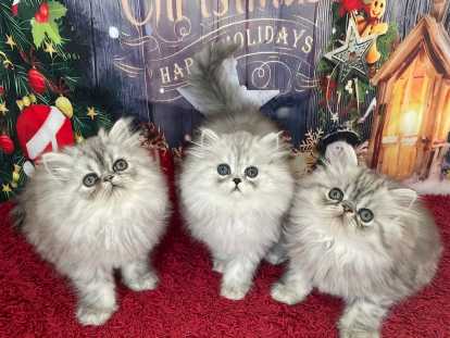 Chatons Persans Silver LOOF : santé et caractère extra garanties