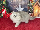 Chatons Persans Silver LOOF : santé et caractère extra garanties