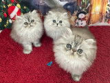 Chatons Persans Silver LOOF : santé et caractère extra garanties