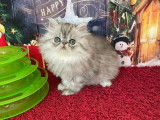Chatons Persans Silver LOOF : santé et caractère extra garanties