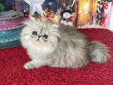 Chatons Persans Silver LOOF : santé et caractère extra garanties