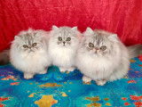 Chatons Persans Silver LOOF : sant&eacute; et caract&egrave;re extra garanties