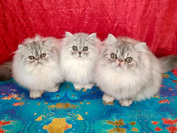 Chatons Persans Silver LOOF : santé et caractère extra garanties