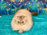 Chatons Persans Silver LOOF : santé et caractère extra garanties
